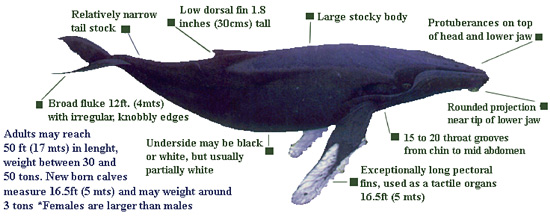 The Spectacular Humpback Whale - 3