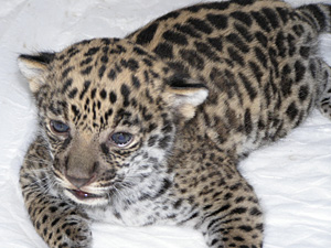 baby jaguar presence