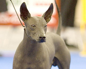 standard xoloitzcuintli price