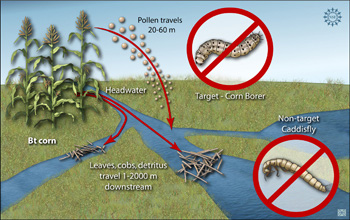 organisms target corn non genetically harm affect modified ecosystems stream detritus pollen engineered