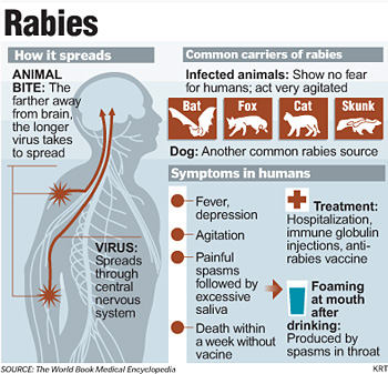 Though Rare in . Dogs, the Threat of Rabies Remains