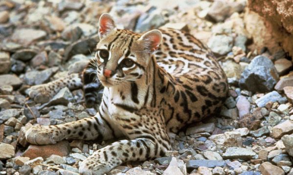 Endangered and Threatened Animal Species of Mexico
